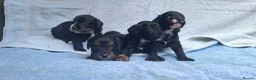 Cavapoo dogs for sale: Beautiful cavapoo puppies  - Advert 11
