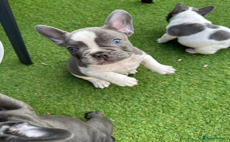 French Bulldog dogs - Advert 1