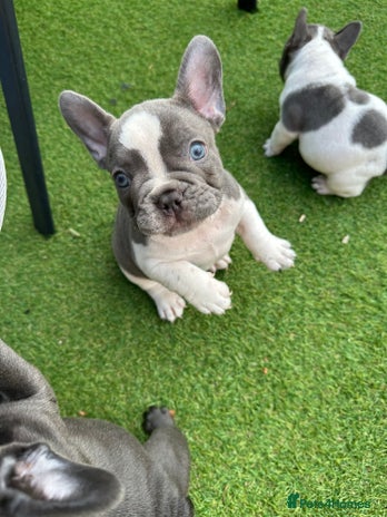 French Bulldog dogs - Advert 4