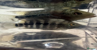 Cichlids fish - Advert 4