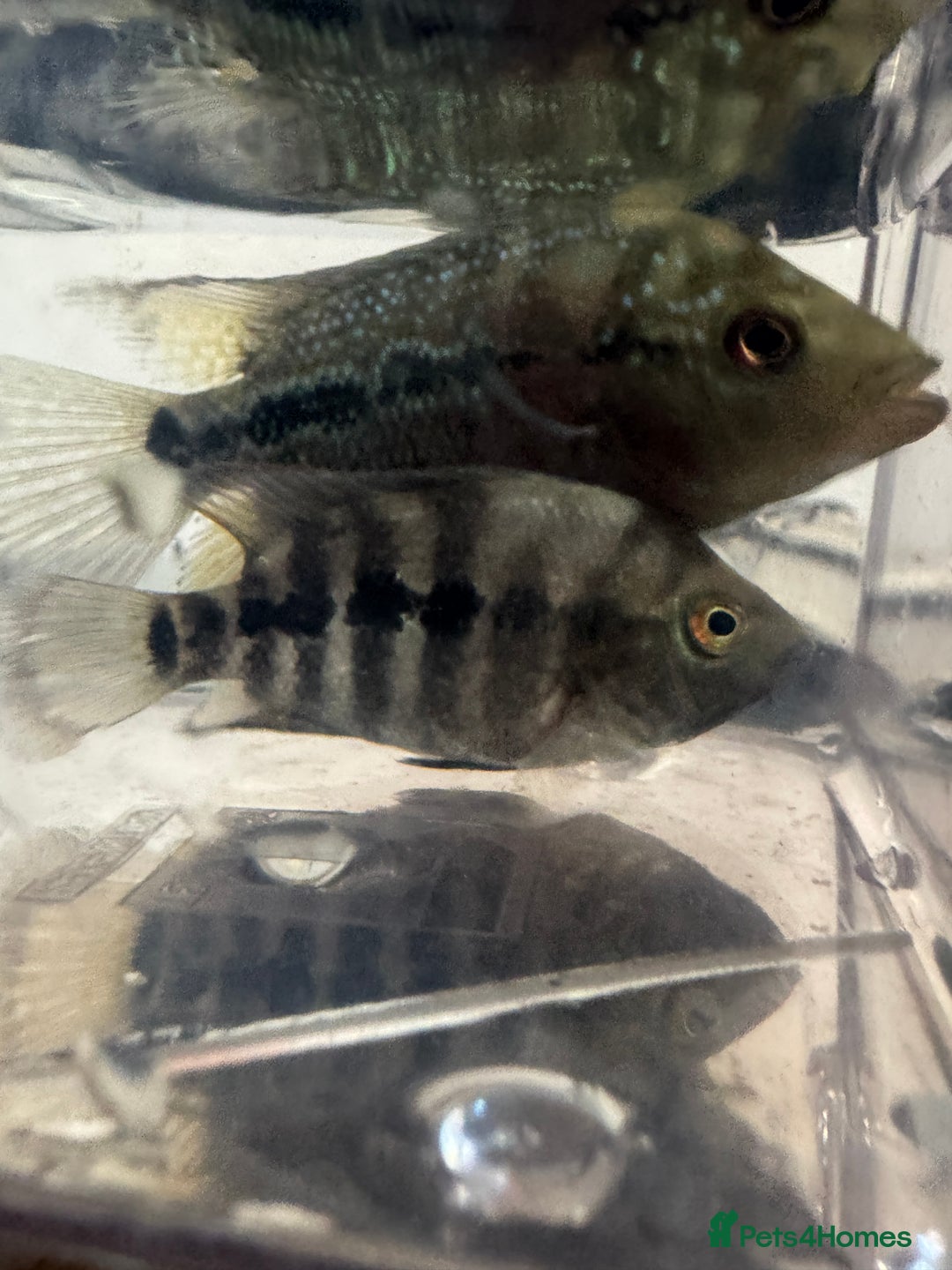 Cichlids fish for sale: Red texas hybrids and crystal parrots - Image 2