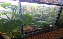Gecko reptiles for sale: Beautiful female crested gecko - Image 4