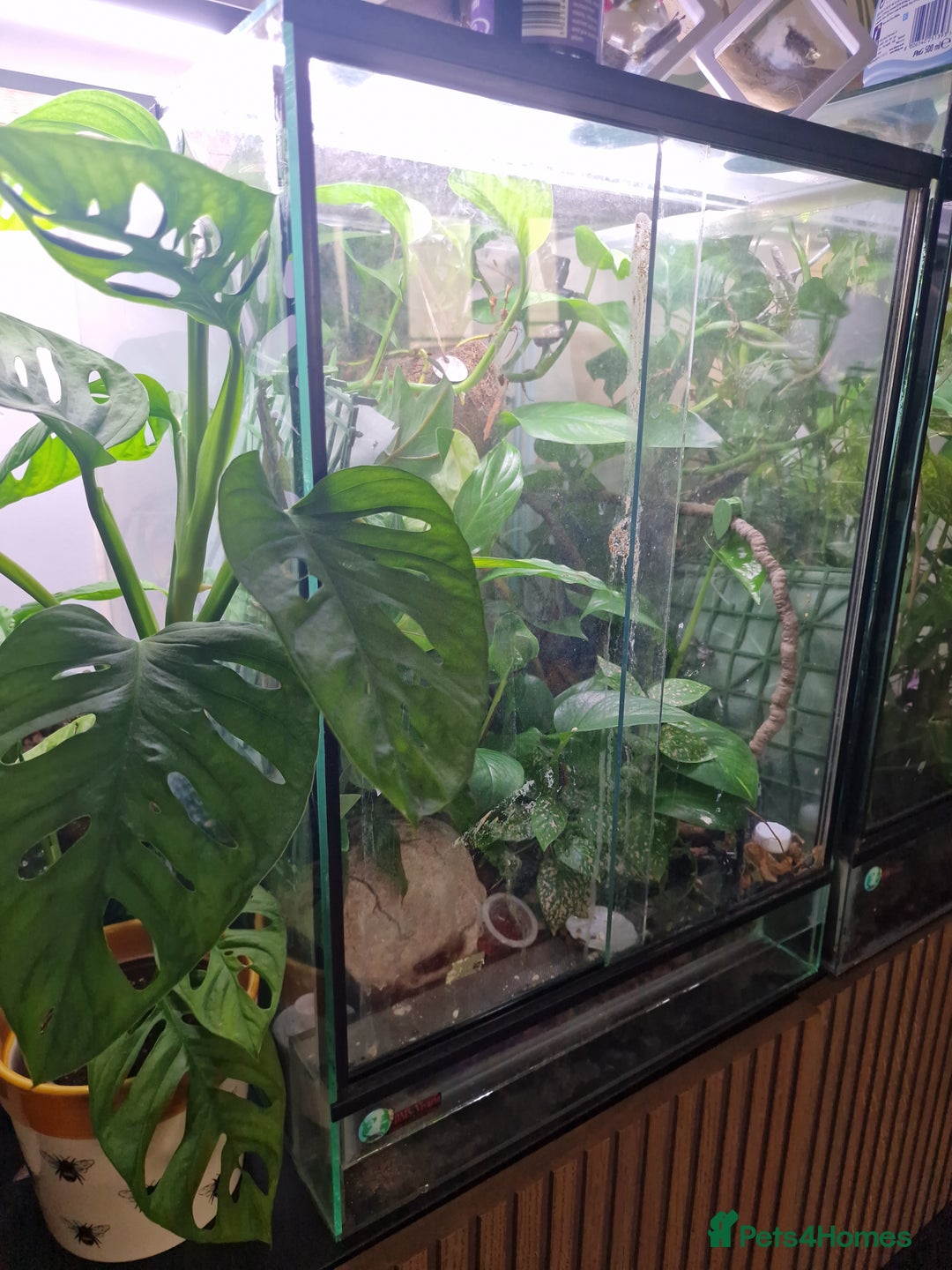 Gecko reptiles for sale: Beautiful female crested gecko - Image 4