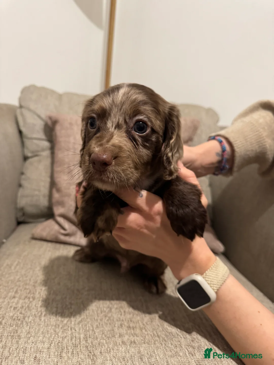 Cocker Spaniel dogs for sale: 4 Cocker Spaniel pups - unusual colours - Advert 19