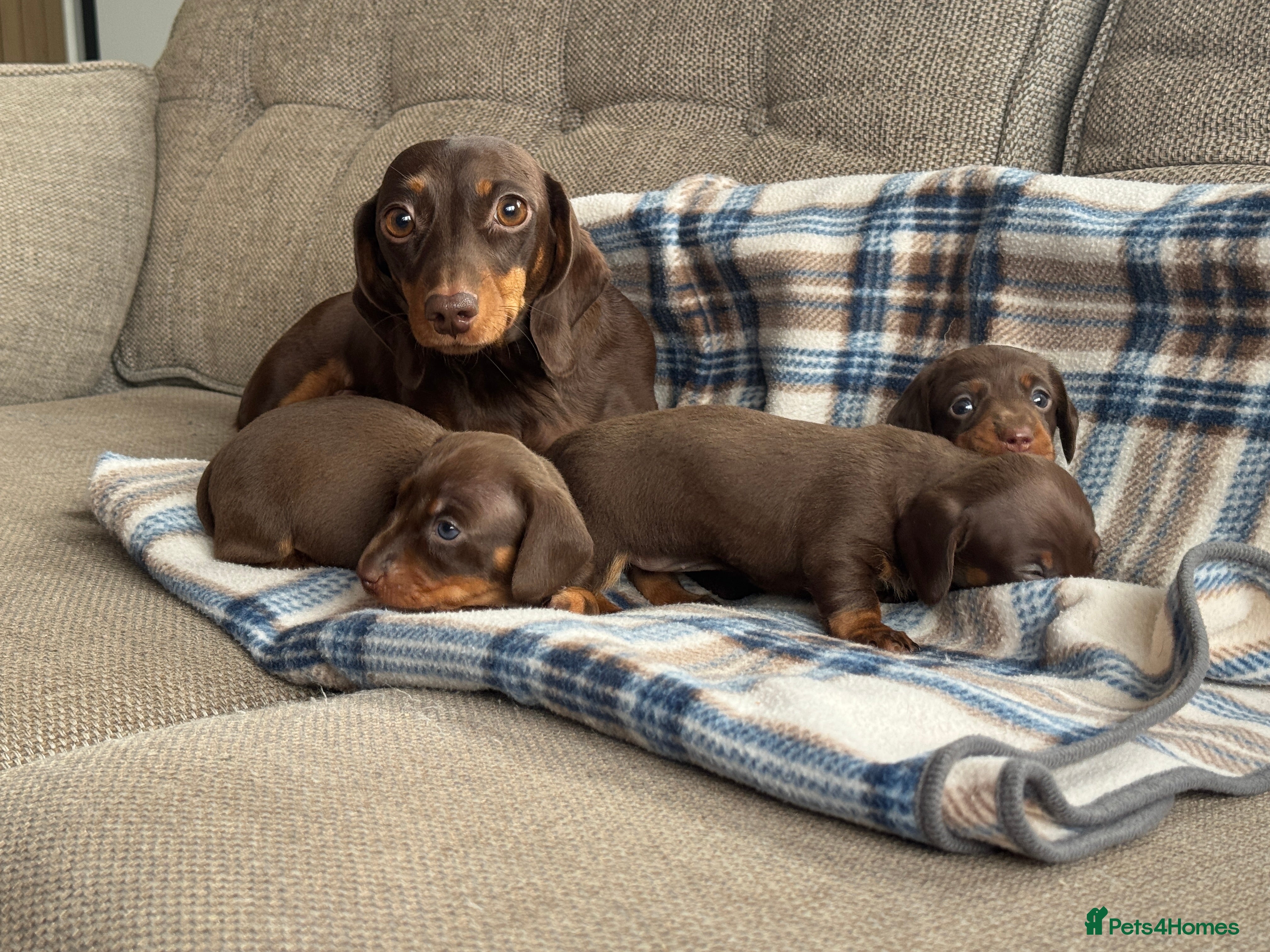 Miniature Dachshund dogs Miniature dachshunds chocolate and tan  - Advert 1