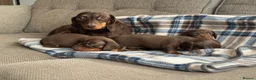 Miniature Dachshund dogs for sale: Miniature dachshunds chocolate and tan  - Advert 1