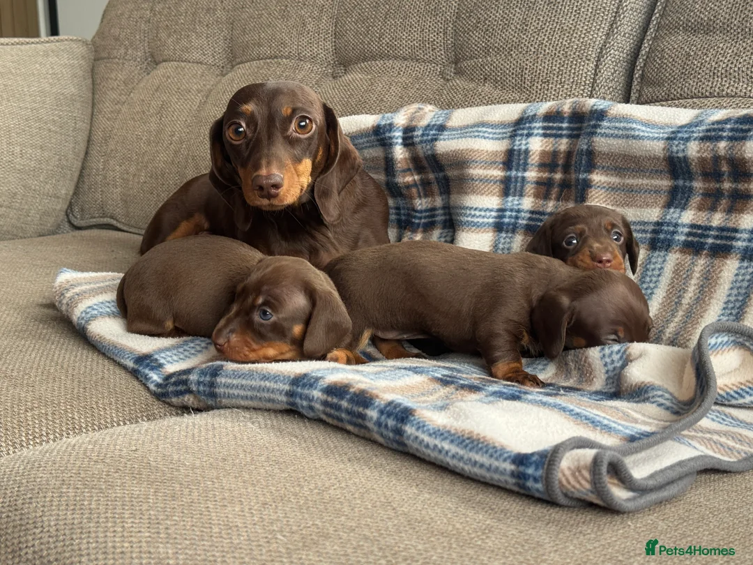 Miniature Dachshund dogs for sale: Miniature dachshunds chocolate and tan  - Advert 1