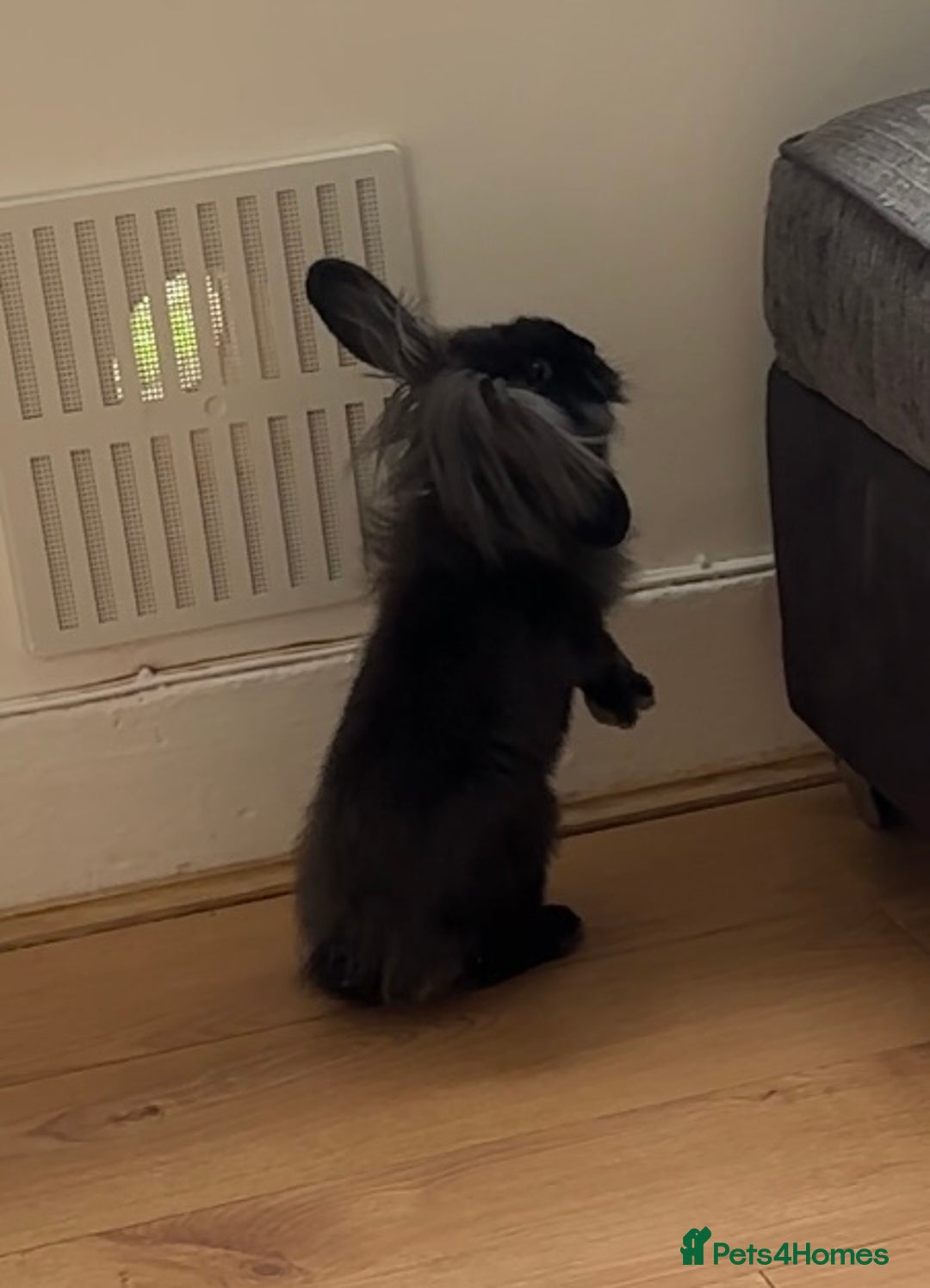 French Lop rabbits for sale: Rabbit Bunny  - Advert 3