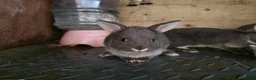 Rex rabbits for sale: Mini Rex and DwarfxRex - Advert 15