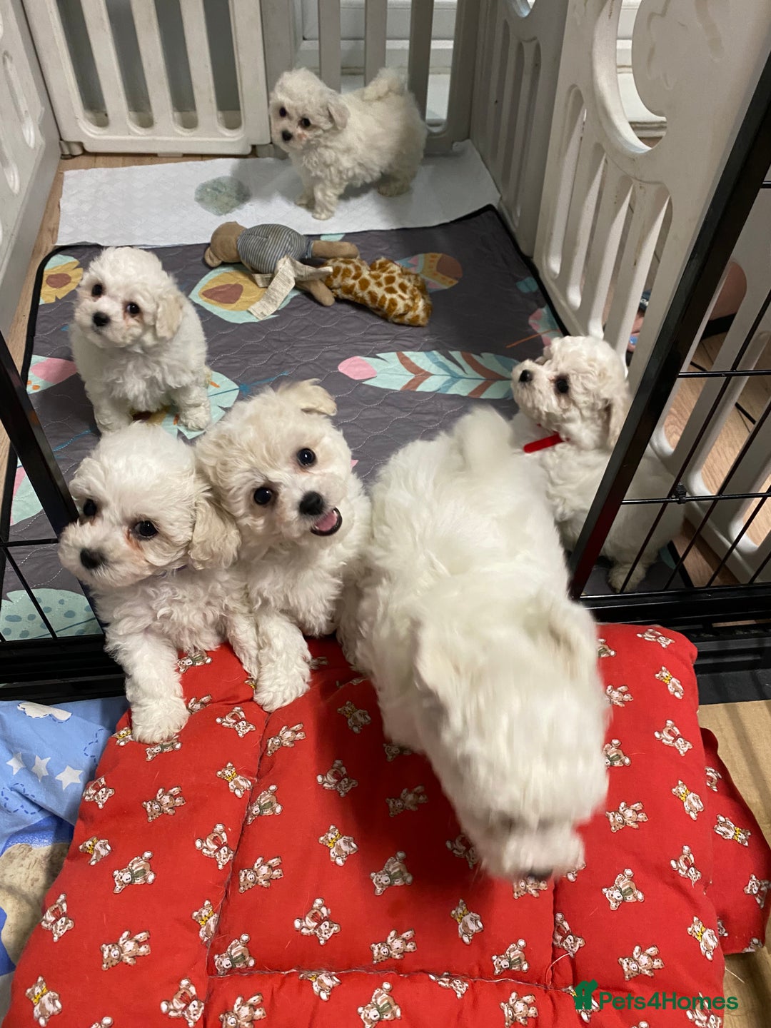 Bichon Frise dogs for sale: Beautiful Bichon Frise Puppies - Image 8