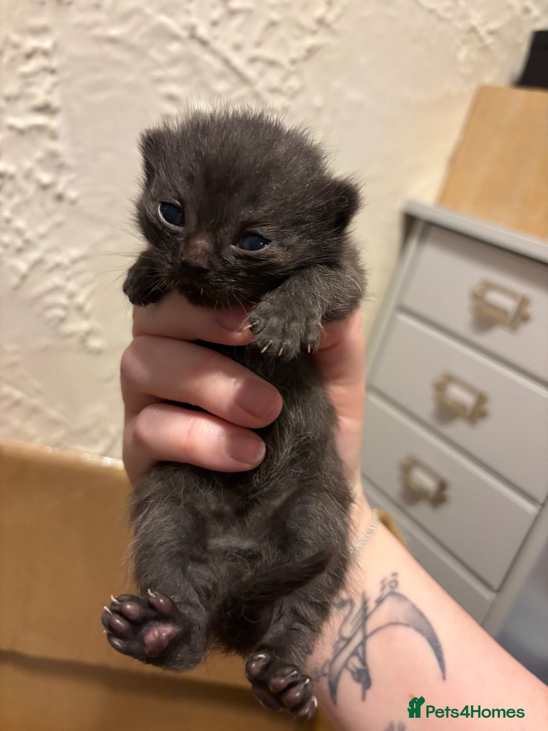 Mixed Breed cats for sale: British shorthair cross kittens - Image 11