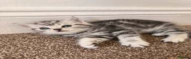 Scottish Fold Kitten 2