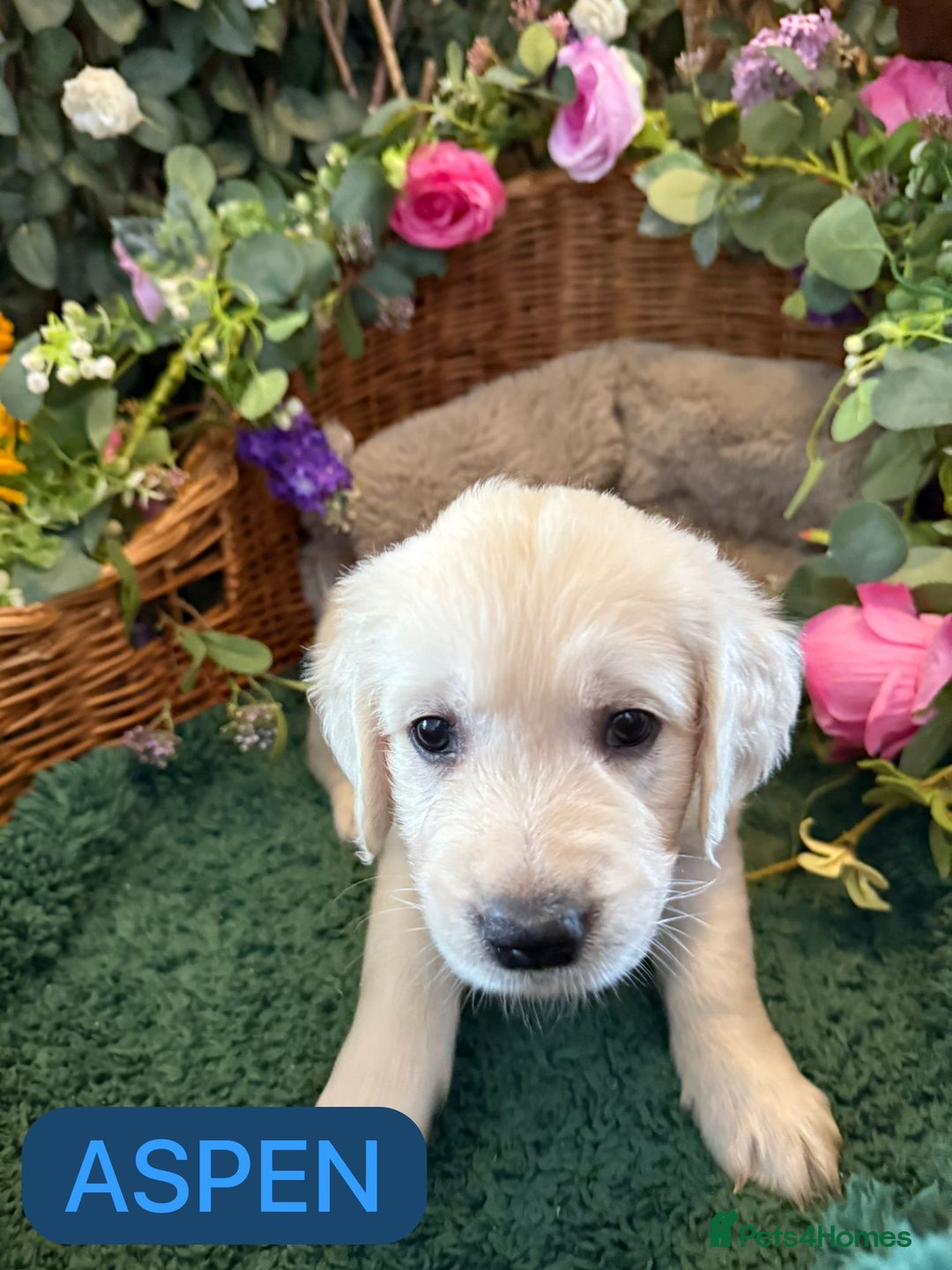 Golden Retriever dogs for sale: Stunning Golden Retriever puppies 🐾 - Image 22
