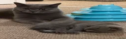British Shorthair cats for sale: British Shorthair × Scottish Fold Mix Kittens - Advert 3