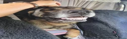 Mixed Breed dogs for adoption: HELP US FIND LOCryn HIS NEXT HOME in Weston-super-Mare - Advert 3