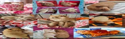 Pomeranian dogs for sale: Beautiful 3 Pomeranians up for reservation! - Advert 2