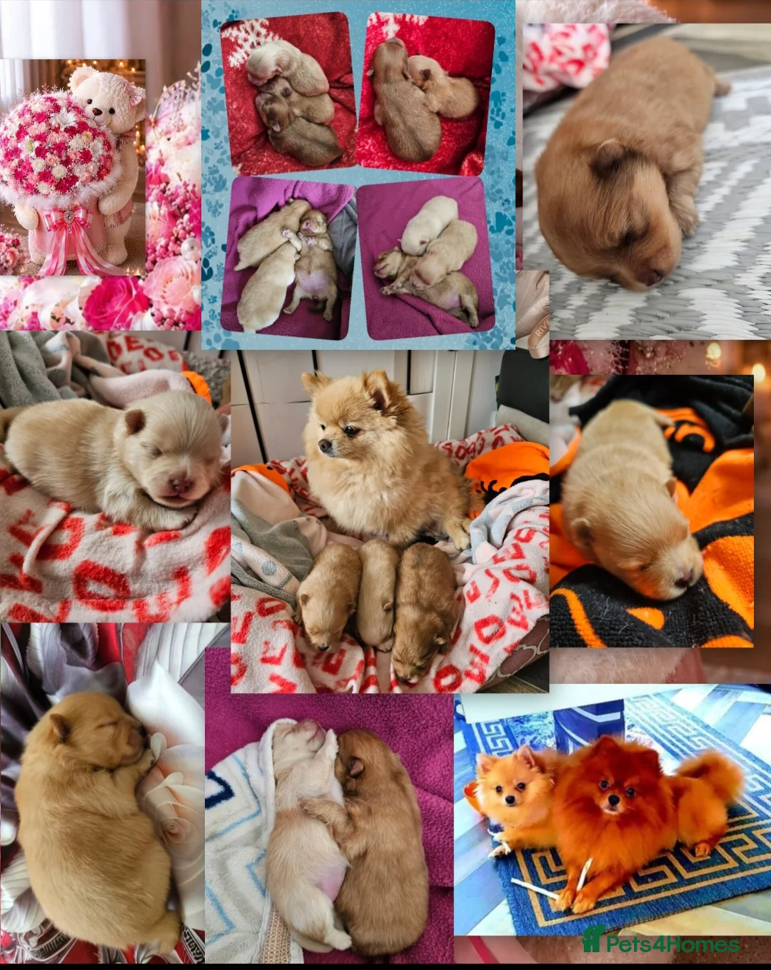 Pomeranian dogs for sale: Beautiful 3 Pomeranians up for reservation! - Advert 2