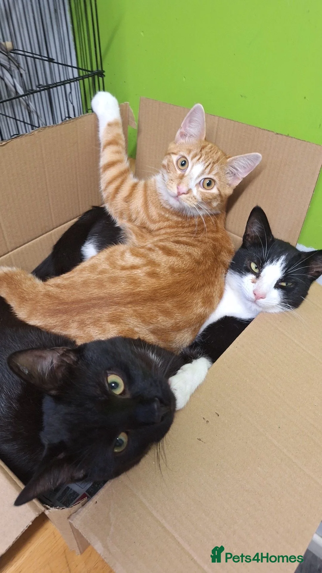 Mixed Breed cats for sale: 3 Cats for sale 2 male 1 female 1 year and under - Advert 2