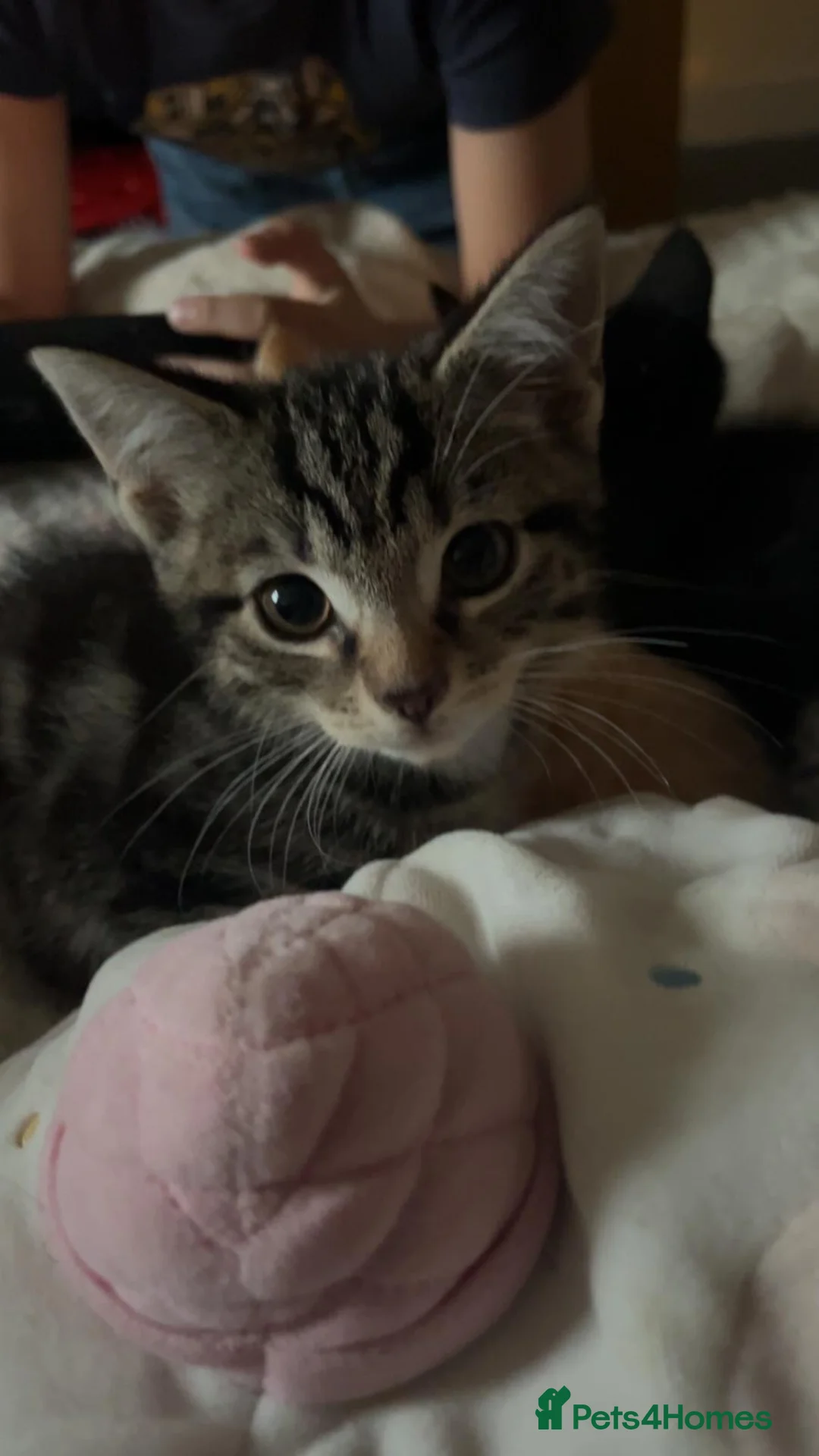 British Shorthair cats for sale: Playful kittens - Advert 9