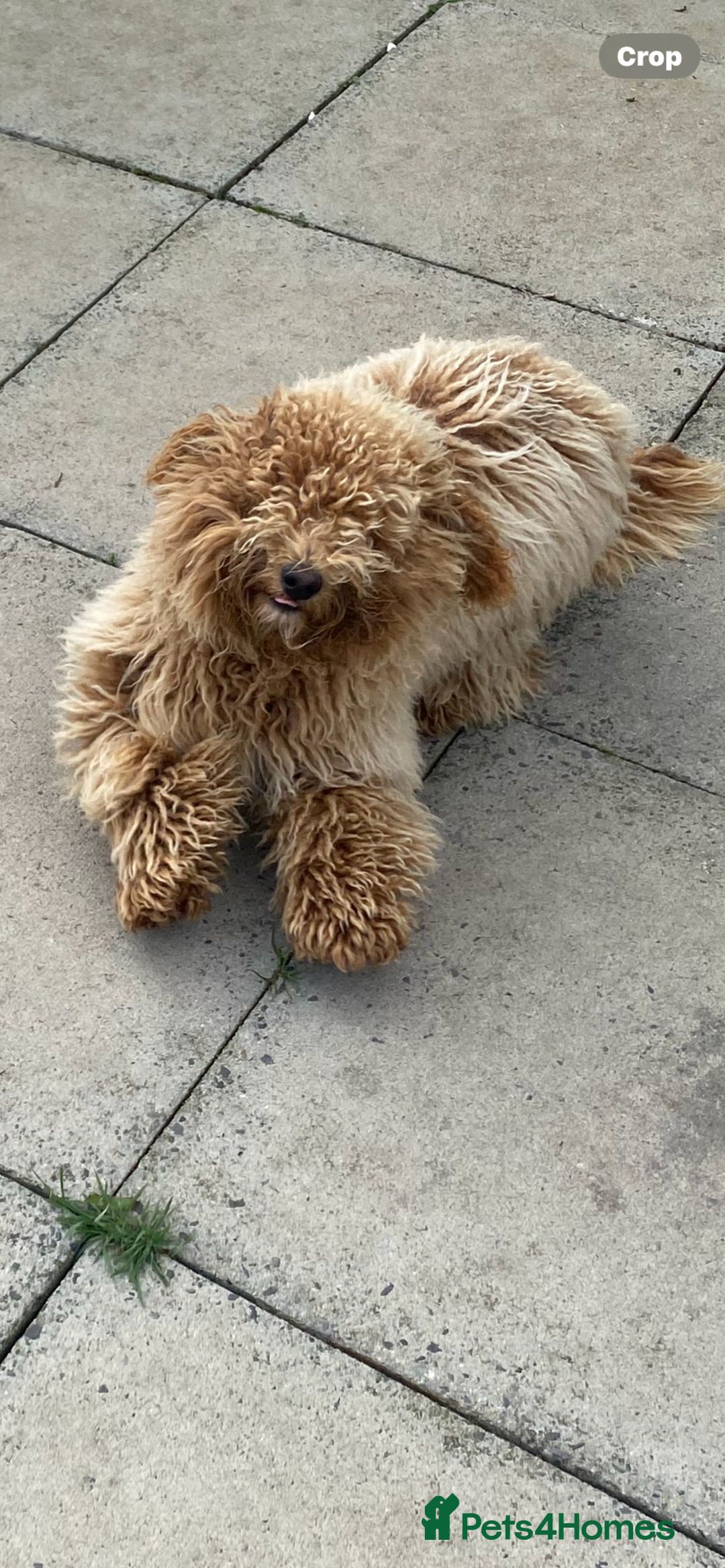 Mixed Breed dogs for sale: Labadoodle - Image 2
