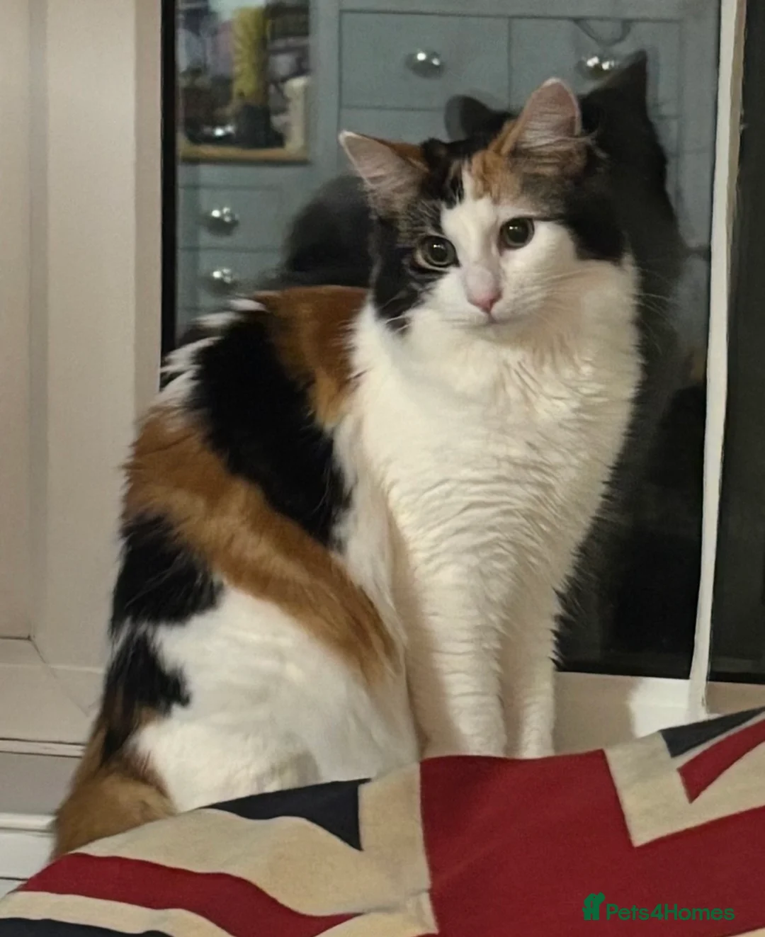 Domestic Shorthair cats for sale: Sisters needing a forever home in Exeter - Advert 2