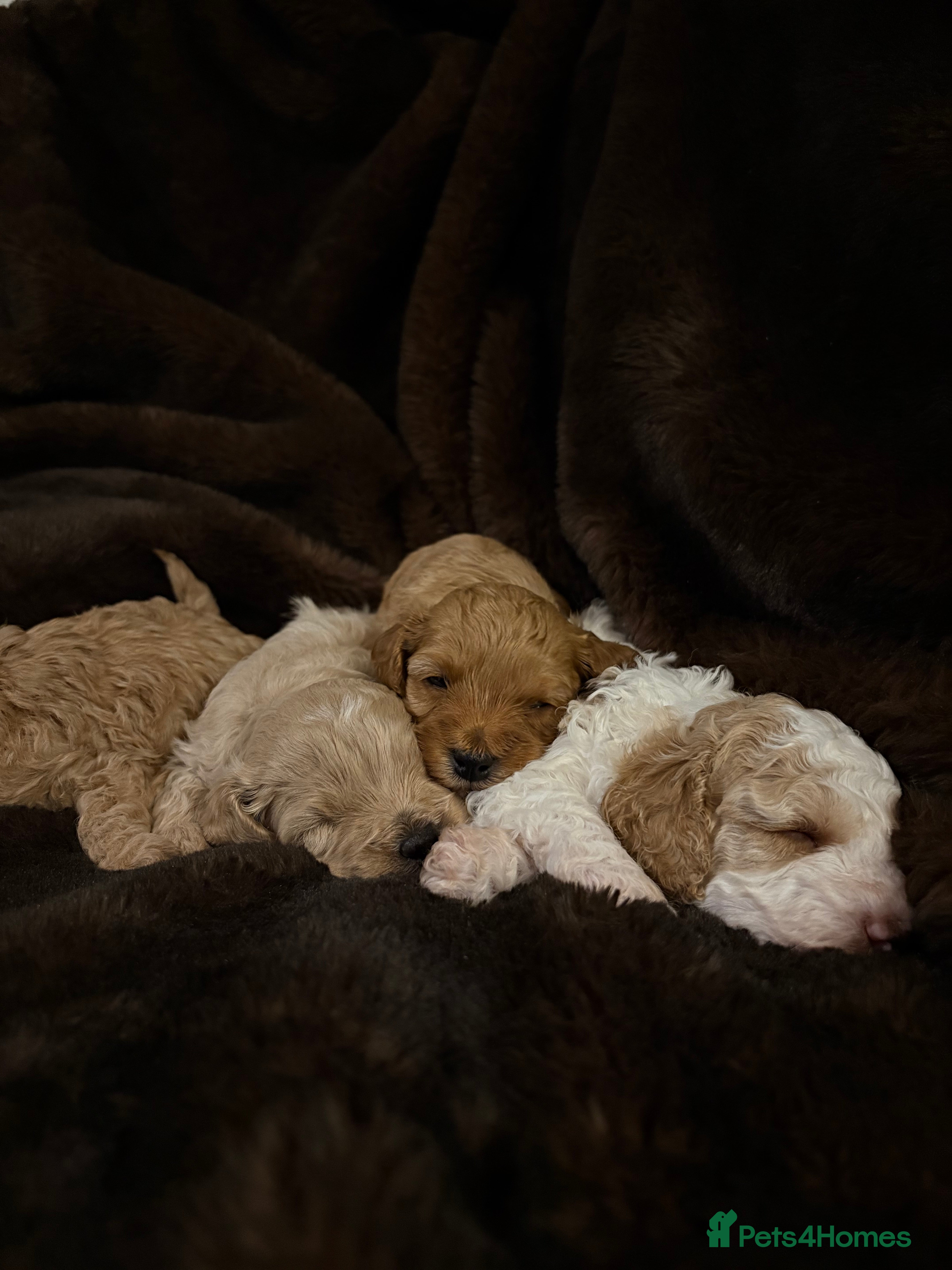 Cavapoo dogs Stunning F1B Cavapoo’s - Advert 1