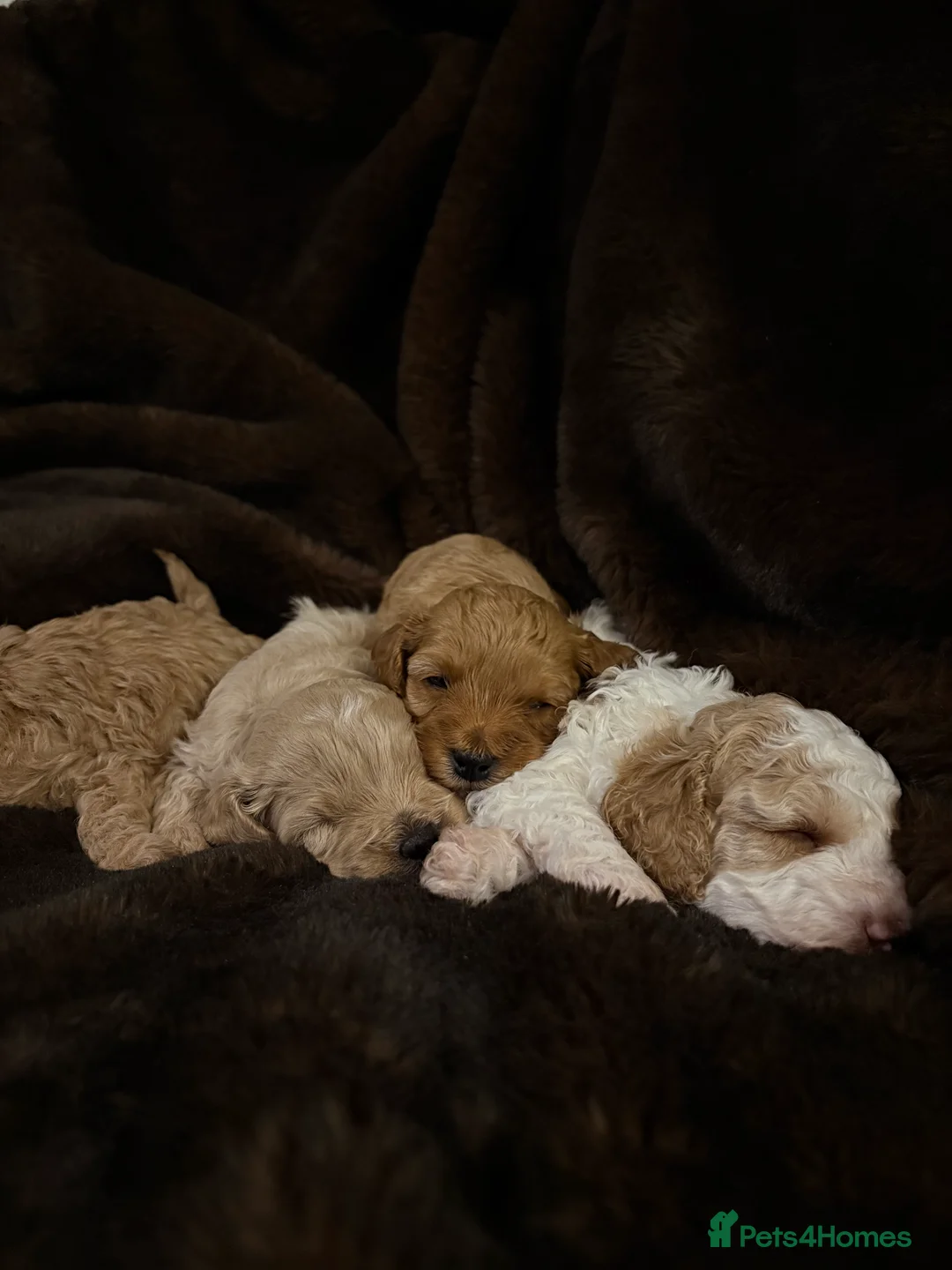 Cavapoo dogs for sale: Stunning F1B Cavapoo’s - Advert 1