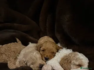 Cavapoo dogs Stunning F1B Cavapoo’s - Advert 1