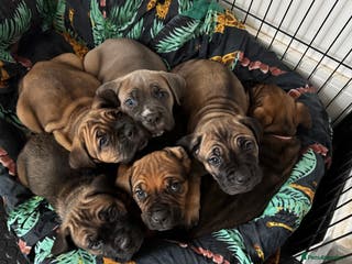 Cane Corso dogs 5 beautiful cane Corso puppies - Advert 6