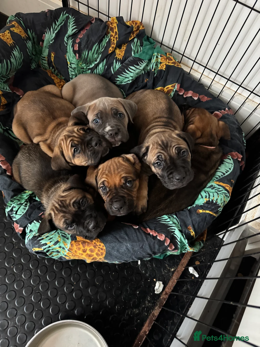 Cane Corso dogs for sale: Ready to go Thursday 2boys 1girl cane Corso pups - Advert 1