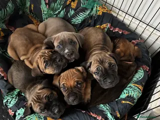 Cane Corso dogs Only 1 boy 1 girl left beautiful cane Corso pups - Advert 6