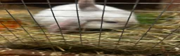 Mixed Breed rabbits for sale: Plush lops - Advert 2