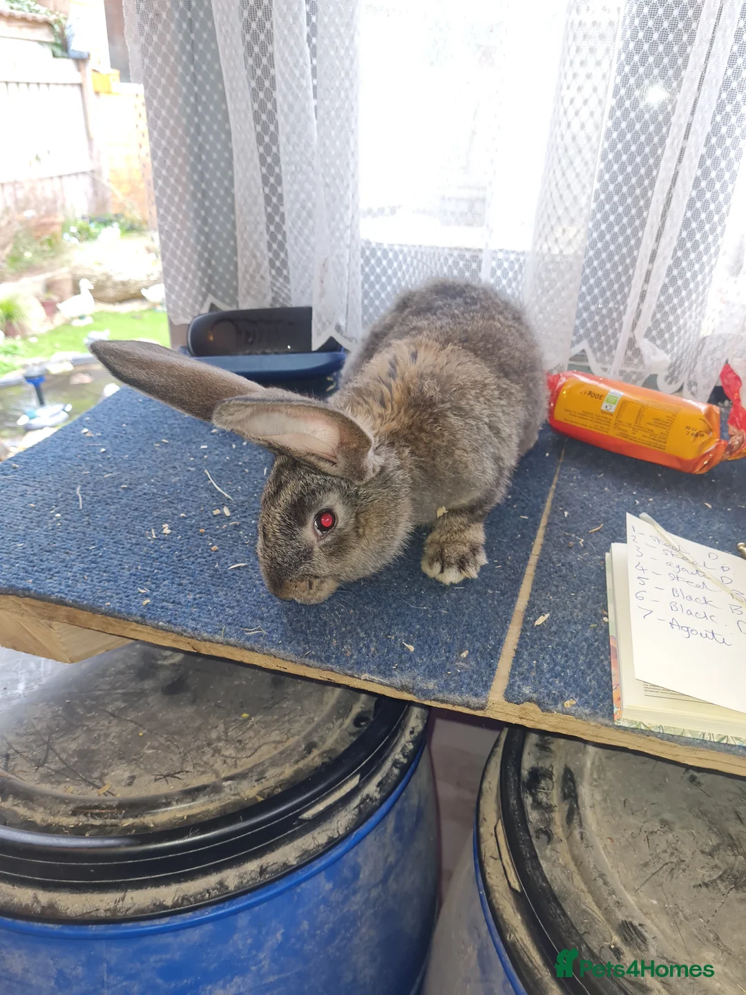 Continental Giant rabbits for sale: 5 continental giants in Newton Aycliffe - Advert 1