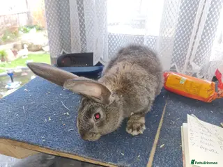 Continental Giant rabbits 5 continental giants - Advert 7