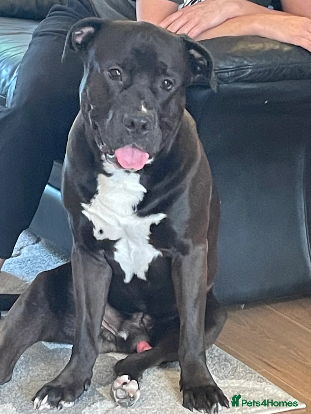 Mixed Breed dogs for stud: Looking for a female dog - Advert 8