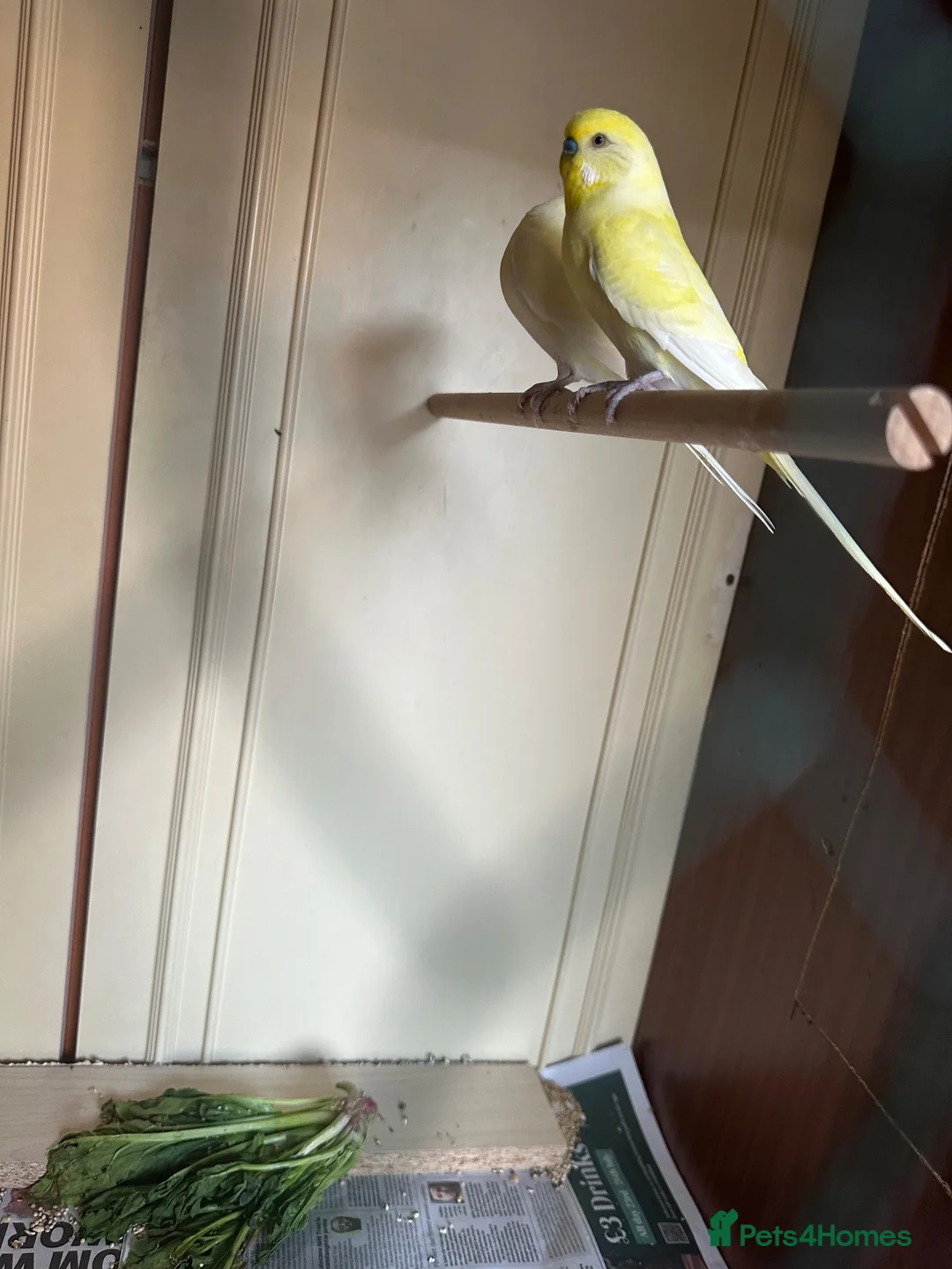 Budgerigars birds for sale: Lovely lutino pair in breeding condition and budgi - Advert 1