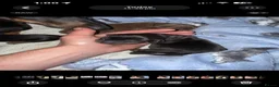 Dachshund dogs for sale: DACHSHUND PUPPIES!  - Advert 12
