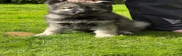 German Shepherd dogs for sale:  Reduced Stunning kcreg long coat GSD pups  - Advert 9