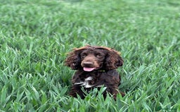 Cockapoo dogs for sale: ❤️AMAZING F1B COCKAPOOS ❤️ - Image 16