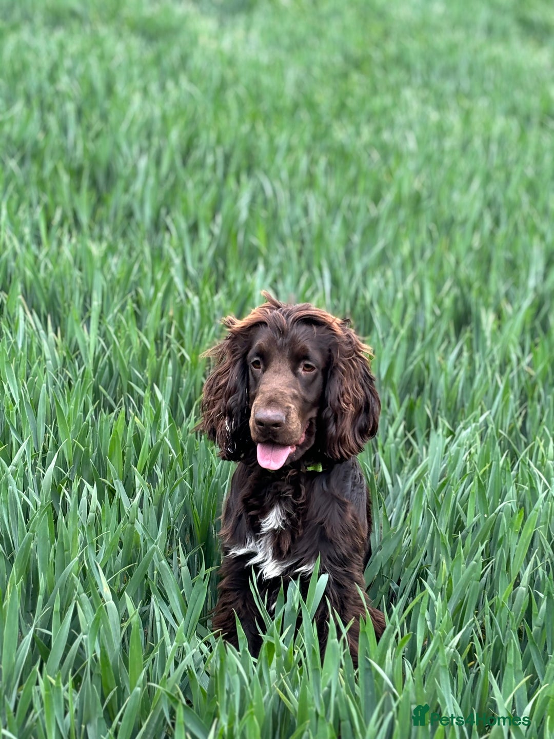 Cockapoo dogs for sale: ❤️AMAZING F1B COCKAPOOS ❤️ - Image 16
