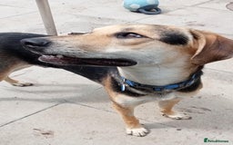 Mixed Breed dogs for adoption: Caleb - 9 Months Old, Boy, Hound mixed breed pup - Image 2