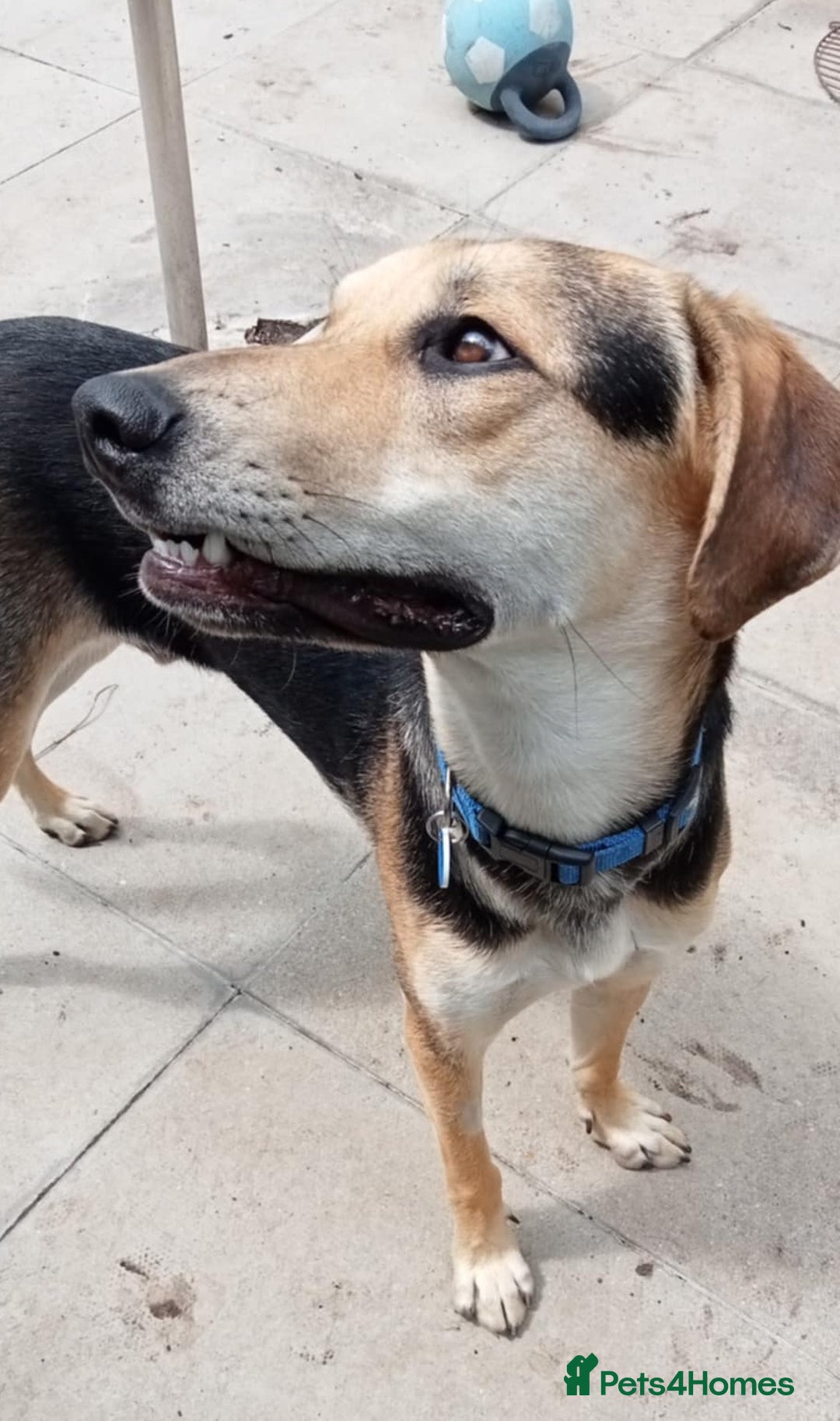 Mixed Breed dogs for adoption: Caleb - 9 Months Old, Boy, Hound mixed breed pup - Image 2