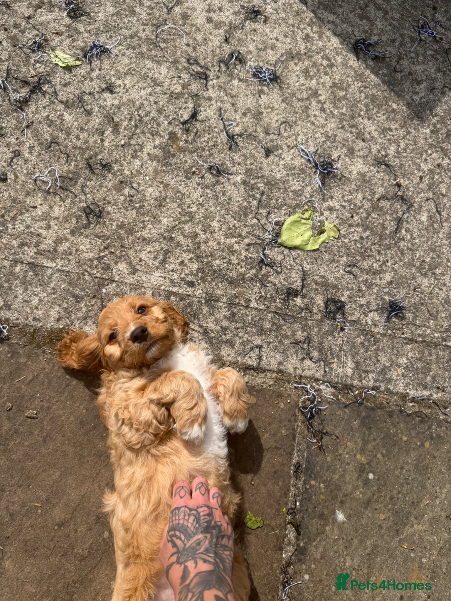 Cockapoo dogs Ready now! 1 boy, 1 girl left cockapoo puppies  - Advert 9