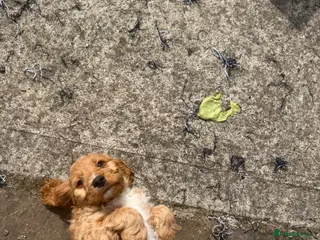 Cockapoo dogs Ready now! 1 boy, 1 girl left cockapoo puppies - Advert 9