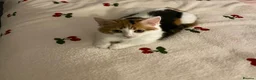 Mixed Breed cats for sale: Beautiful Calico female kitten - READY TO LEAVE! - Advert 5