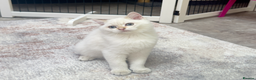 British Shorthair cats for sale: GCCF Golden White  - Advert 1