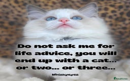 Ragdoll cats for sale: Beautiful Ragdoll girls - ready to reserve now! - Image 2
