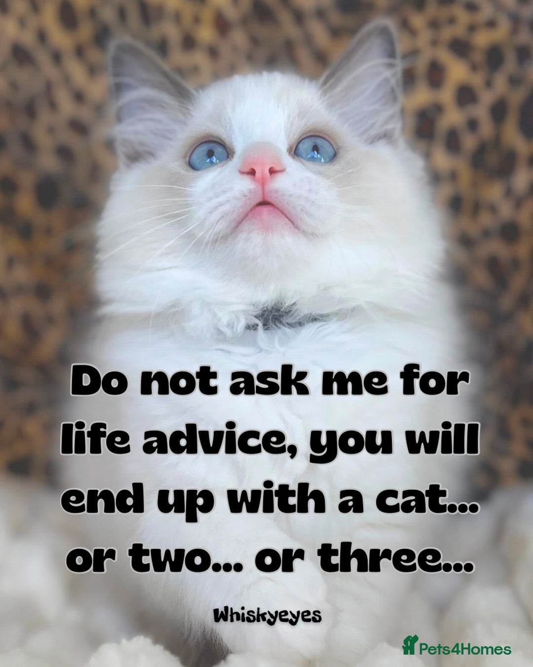 Ragdoll cats for sale: Beautiful Ragdoll girls - ready to reserve now! - Image 2