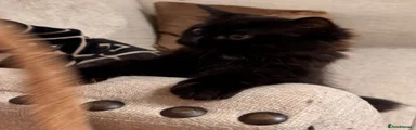 Mixed Breed Kitten 4