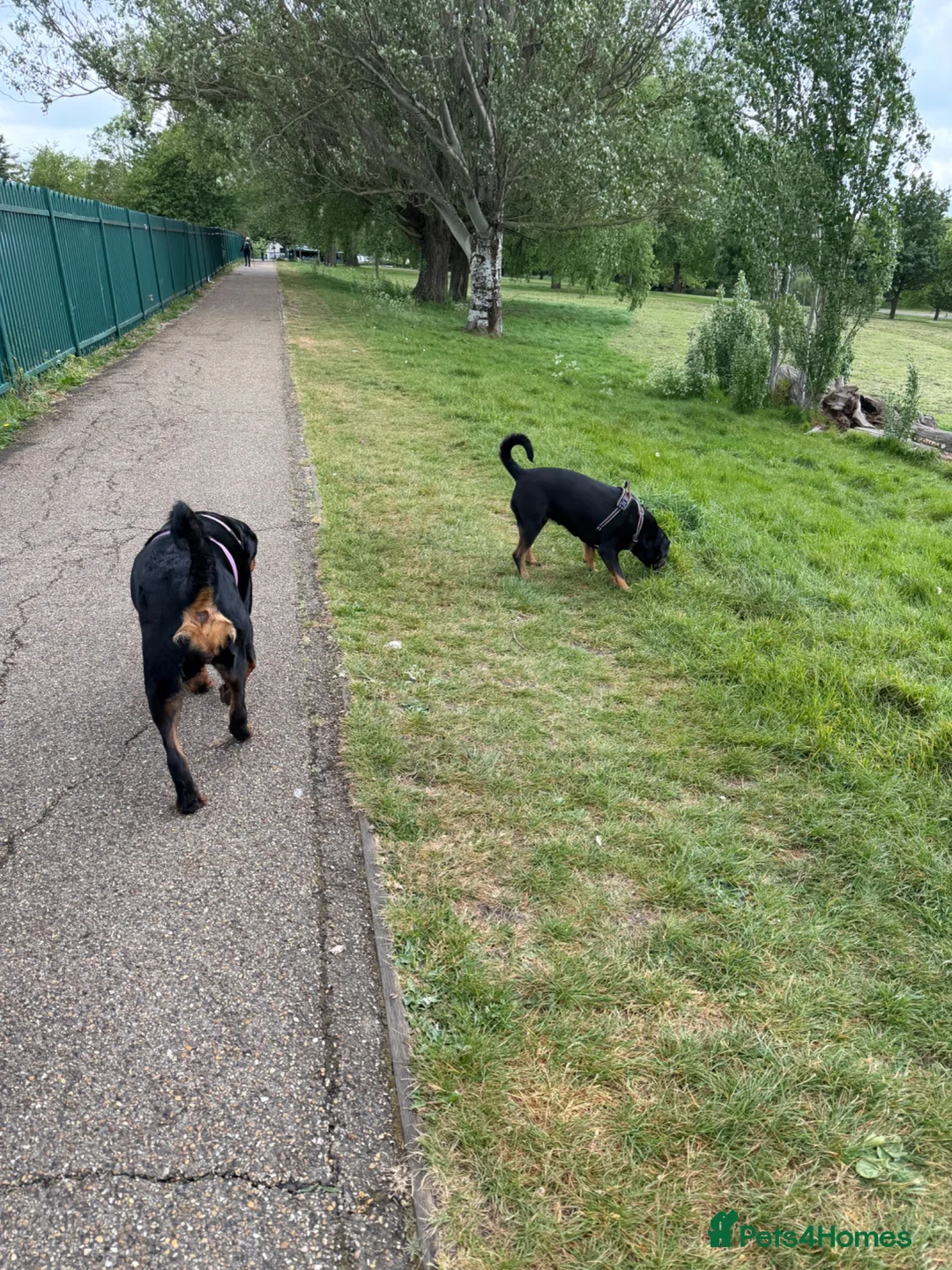 Mixed Breed dogs for sale: *Rehoming* - Advert 5
